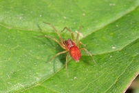 Un jeune mle (Araneae - Dictynidae - Nigma sp)